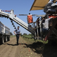 Heat hurts tomato haul as harvest begins