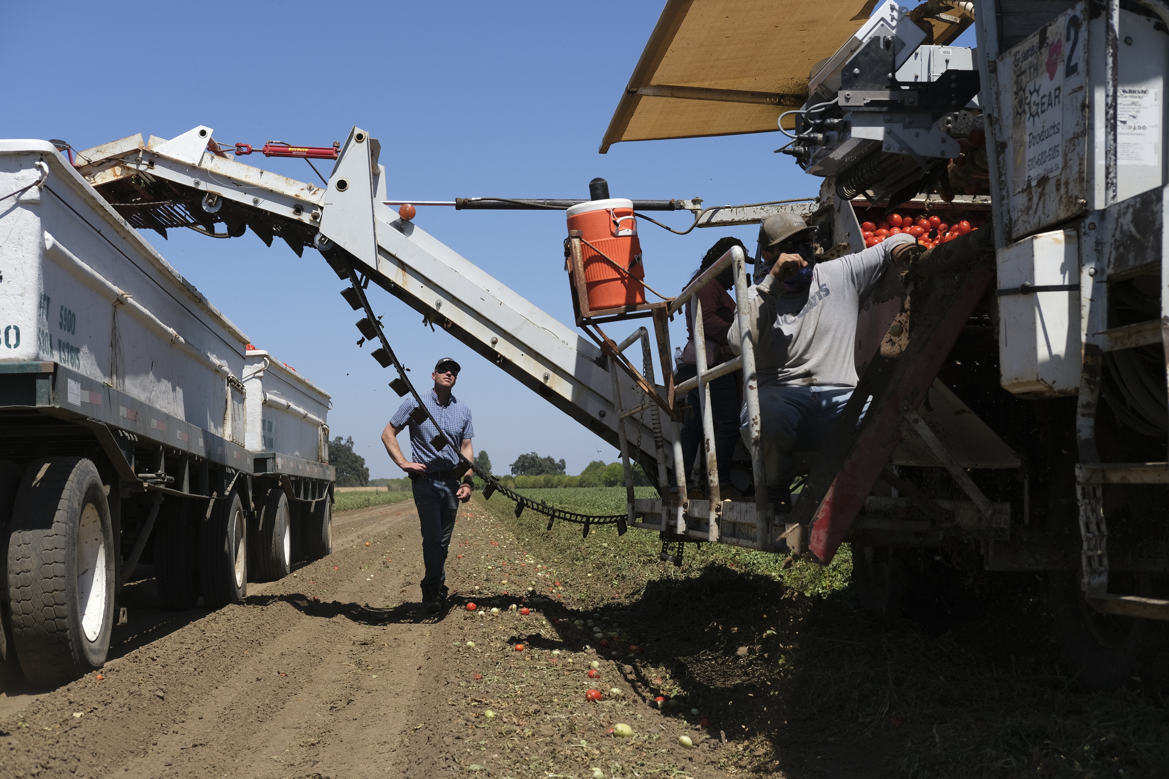 Heat hurts tomato haul as harvest begins