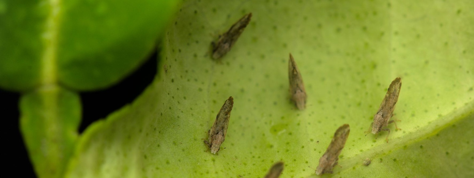 Prevention steps help curb threat of citrus disease