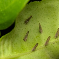 Prevention steps help curb threat of citrus disease