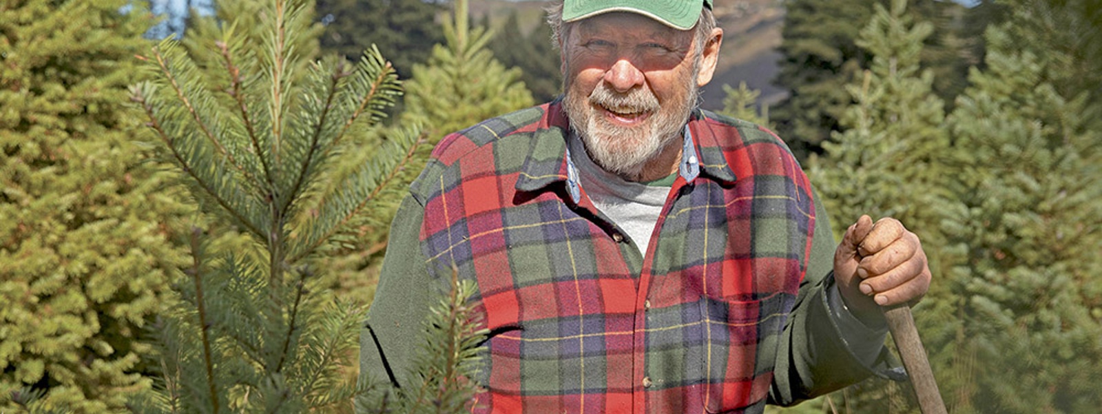 From the Fields: Robert Criswell, ​​Santa Clara County Christmas tree farmer