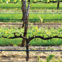 New software, studies offer help for vineyard decisions
