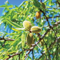 Researchers target 'true' bugs in almond orchards