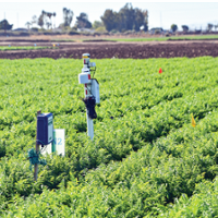 Desert carrot yields robust despite cutting nitrogen