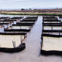 Rice farmers, researchers target a ravenous shrimp