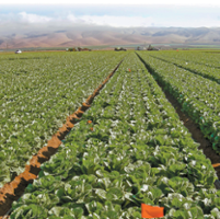 Emerging virus variants are testing lettuce growers