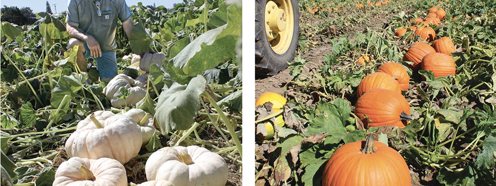 Pumpkin growers target trends, Halloween demand