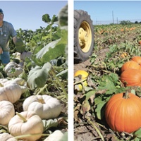 Pumpkin growers target trends, Halloween demand
