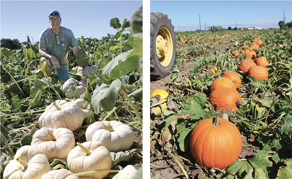 Pumpkin growers target trends, Halloween demand