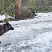 Wolf program to pay ranchers for livestock impacts