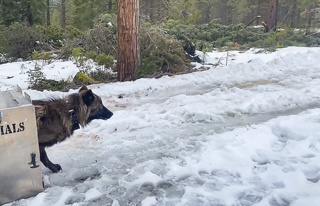 Wolf program to pay ranchers for livestock impacts