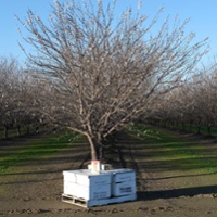 Heavy bee mortality puts almond pollination at risk