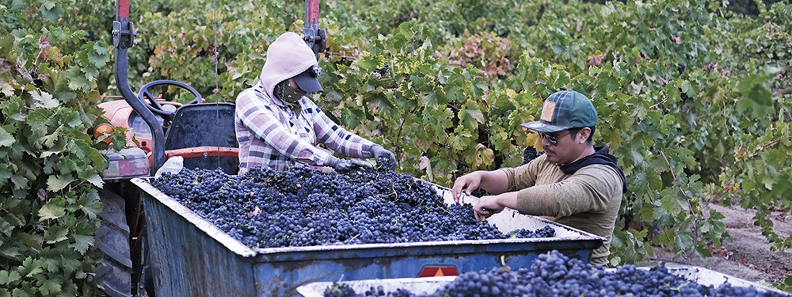 Vineyard workers feel wine industry pain