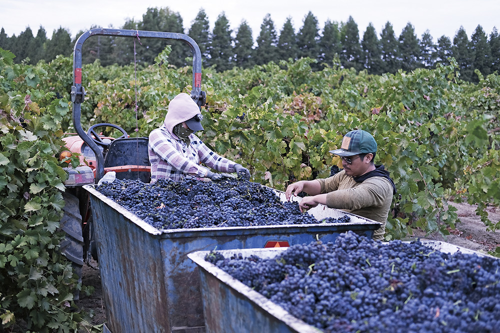 Vineyard workers feel wine industry pain