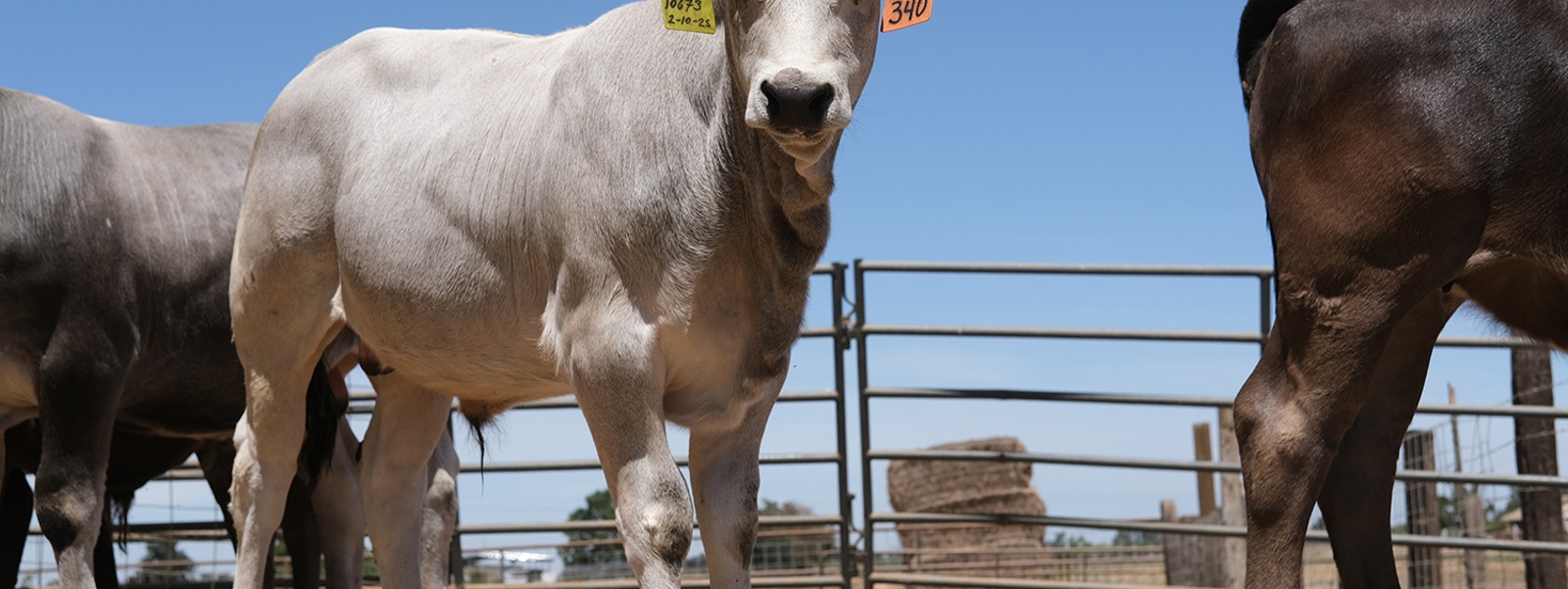 Dairies use IVF to tap strong beef market