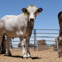 Dairies use IVF to tap strong beef market
