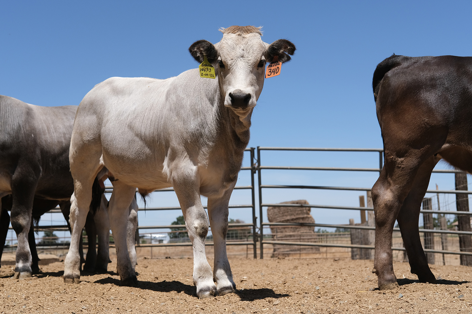 Dairies use IVF to tap strong beef market