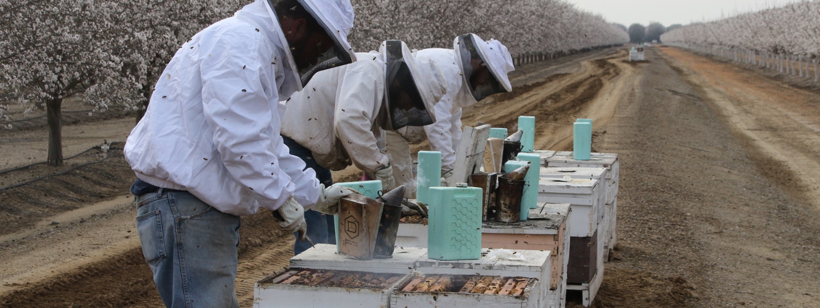 Almond farmers not skimping on bees