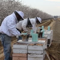 Almond farmers not skimping on bees