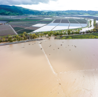 Farmers seek rebound after floods, virus hit lettuce crop