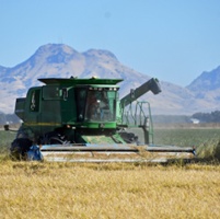 Higher inventories cramp medium-grain rice prices