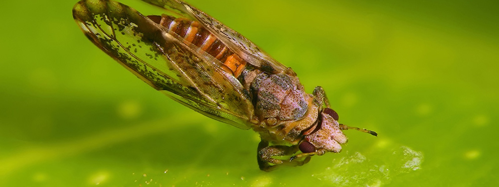 What are some tips for managing Asian citrus psyllid?