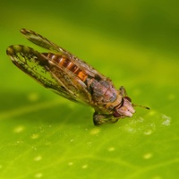 What are some tips for managing Asian citrus psyllid?