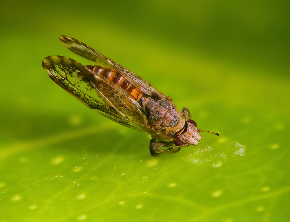 What are some tips for managing Asian citrus psyllid?