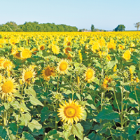 Sunflower seed firms leave state, impacting growers