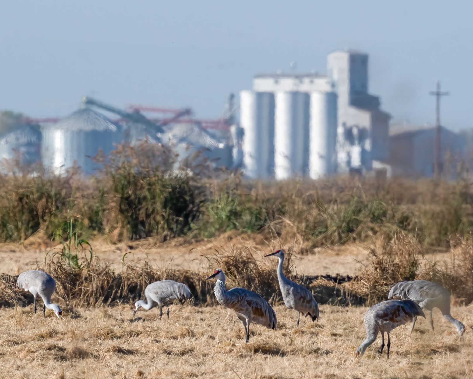 Commentary: Drought impacts an entire agricultural ecosystem