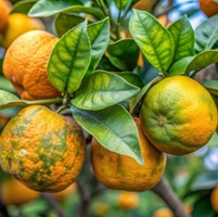 Ask Your PCA: What progress has been made to eradicate citrus greening?