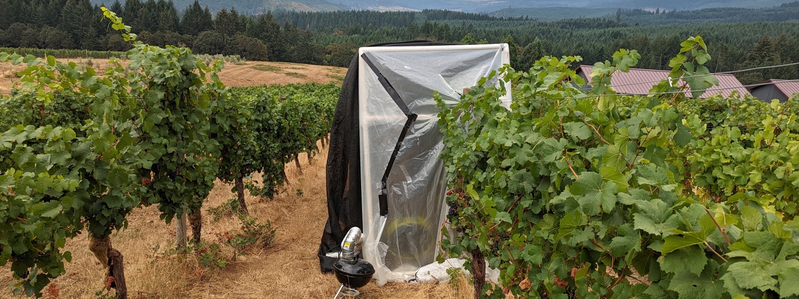 Standards sought for testing smoke taint in vineyards