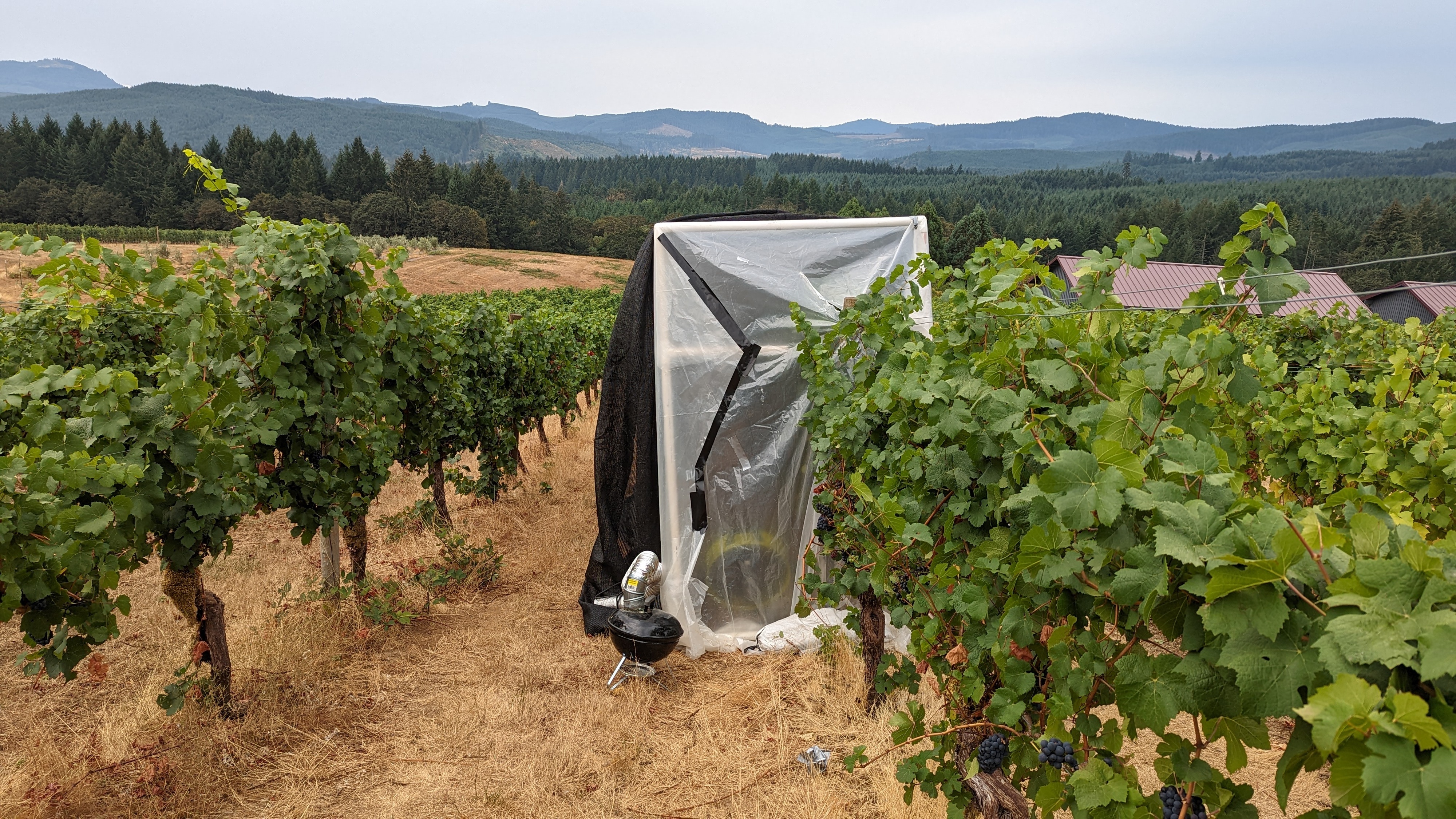 Standards sought for testing smoke taint in vineyards