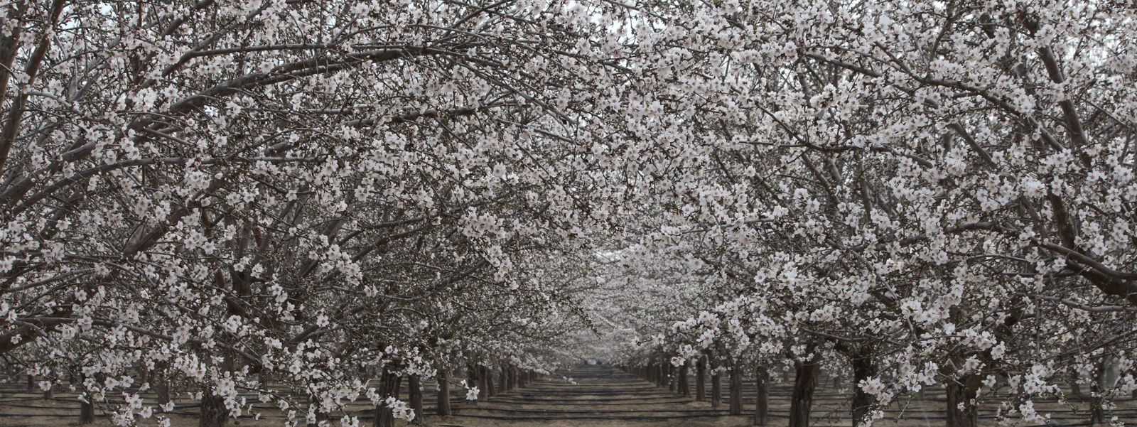 Almond acreage drops but rains, trade boost hopes
