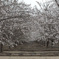 Almond acreage drops but rains, trade boost hopes