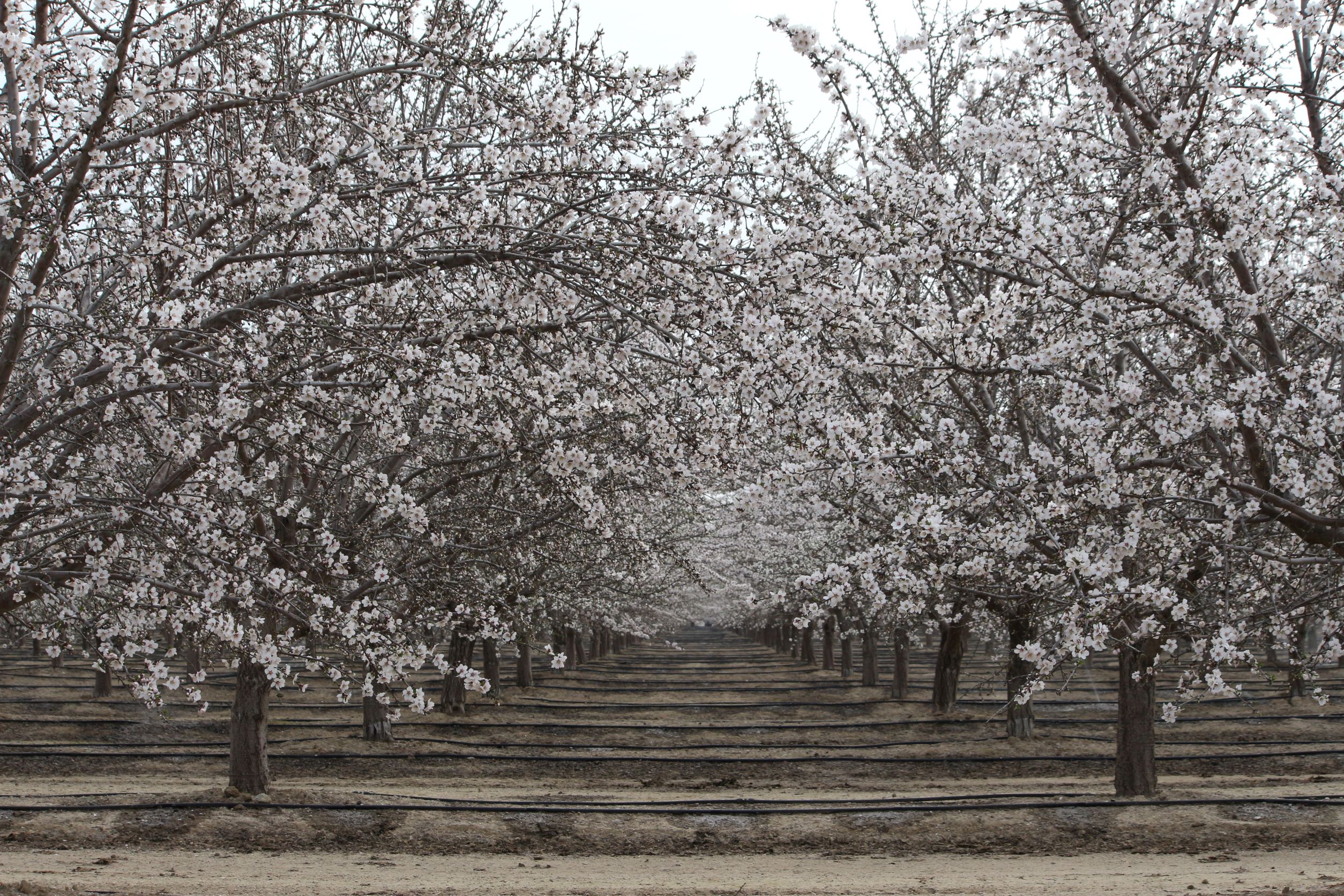 Almond acreage drops but rains, trade boost hopes