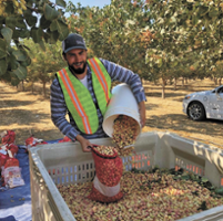 Pistachio research shows how to reduce salinity, boron