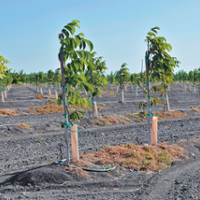 Researchers study methods to control nematodes