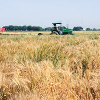 Research seeks to boost drought resilience in wheat
