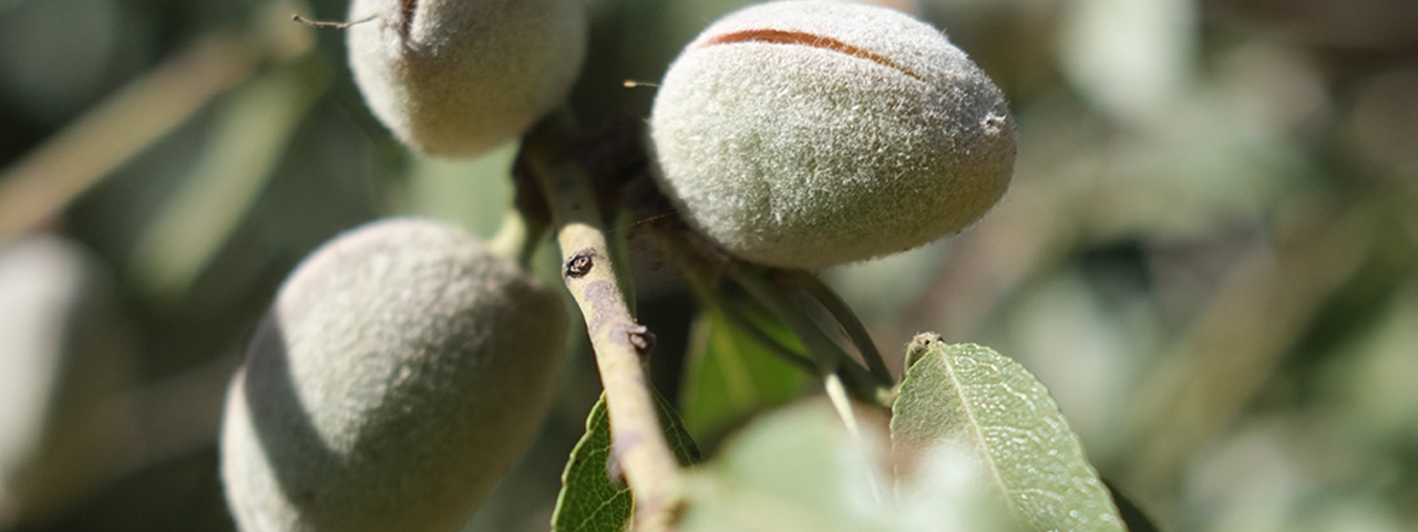 Why rocket scientists began counting nuts in California