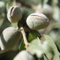 Why rocket scientists began counting nuts in California