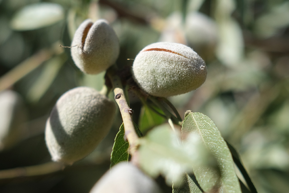 Why rocket scientists began counting nuts in California