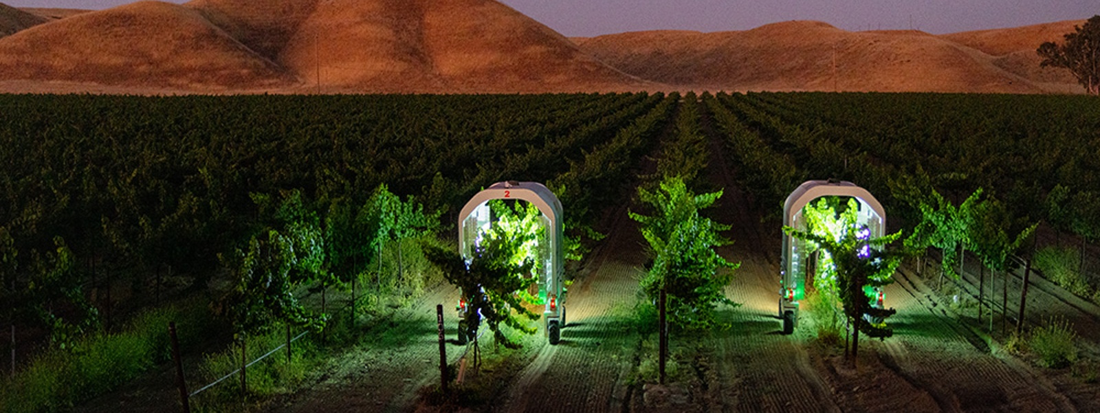 Vineyards turn to UV-C light to fight powdery mildew