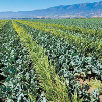 Vegetable producer embraces regenerative farming