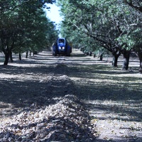 Almond crop to be bigger despite weather problems