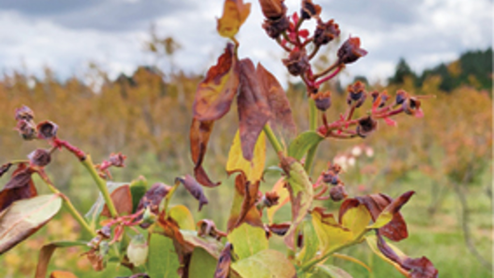Weather-related damage lowers blueberry crop