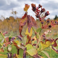 Weather-related damage lowers blueberry crop
