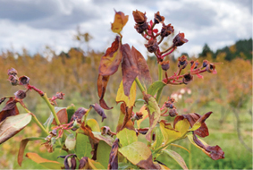 Weather-related damage lowers blueberry crop