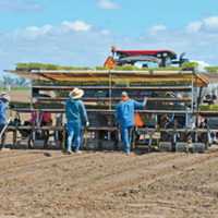 Processing tomato pest triggers county emergencies