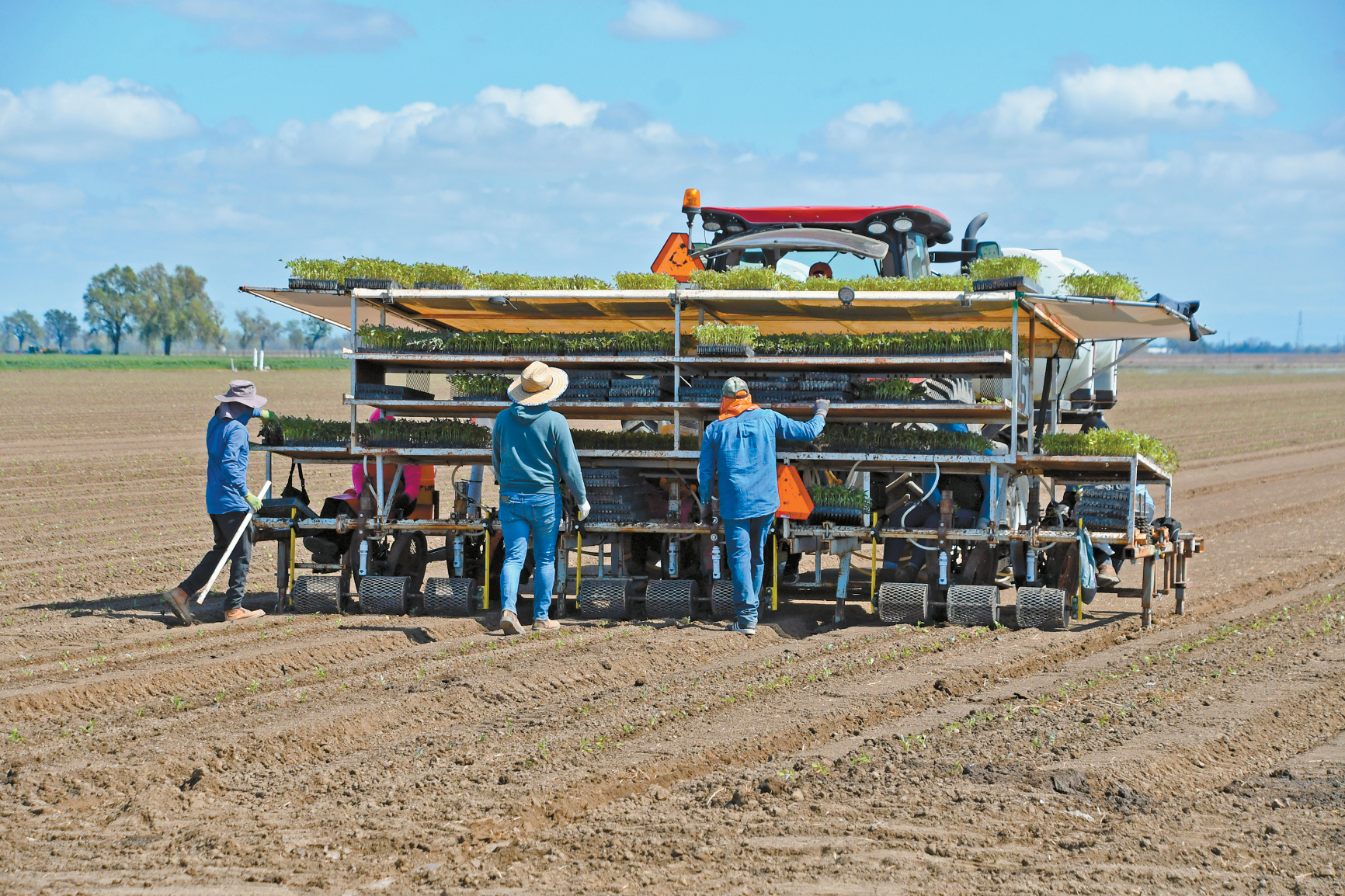 Processing tomato pest triggers county emergencies